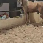 عرض نادر فرس بلامينو شيخه