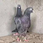 زوج كالو تيدي