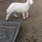 رخل مغلقه شحم لحم عمرها 3 شهور