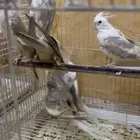 للبيع دفعة طيور لاحساء