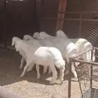 بهم طليان