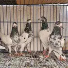 حمام باكستاني توووب