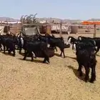 مكه بحره
