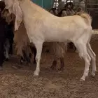 تيس مطور ابيض فاخر