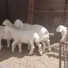 بهم حري طليان طيبه
