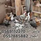 دجاج بلدي عمر أقل من 6 شهور الخرج