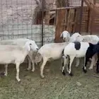 ضان ومعزا