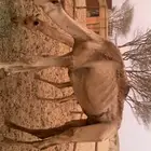 ناقه منتج معزول ثنوها بنت مشكور الرئاسه منتجه