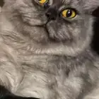 قطه للتبني بسب الاختفاء ه