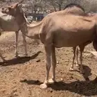 ناقه للبيع