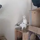قطايف معاريف للتأسيس