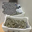 اجوسمان فري
