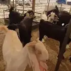 تيوس عوارض