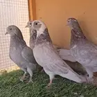 قطايف حرق مميزه ومطيره ومفحوصه اجذاعات