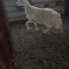 حرية طيبة