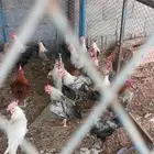 ديوك فيومي للبيع