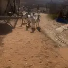 برابر شياه طيبات فيها دفيع