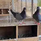 3 ازواج قطايف زرق
