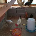 ديك فيومي 25