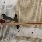 بلابل هملايا