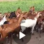 معزاء وضان للبييع