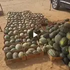 خربز وشمام من المزرعه