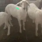 خروف حري عمره شهرين