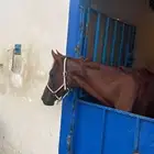 خيل للبيع
