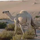 قعود باتلي أوضح مستقبل فحل