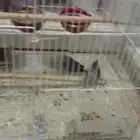 يمام ماسي