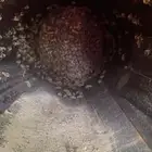 نحل
