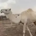 لقحات وضح مع عزبه كامله