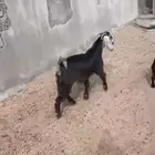 معزه دفيع