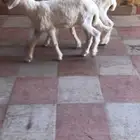 رخال حريات عمارها شهر 20 يوم