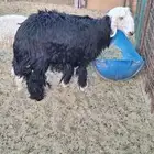 للبيع خروفين نجدي