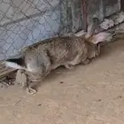 ارانب فلاندر