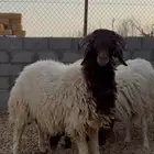 نعيم للبيع