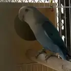 ذكرين روز منتجه