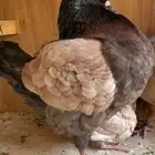 ذكر مودينا لون نادر
