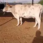 بقر للبيع