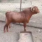 تيس فحل فارع وجبر هايل ماشاء الله تبارك الله موقعه الجنوب