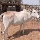بقر للبيع