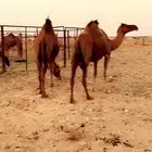نياق