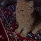 ابها طريق الميه الجديد