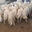طليان للبيع