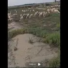جازان وادي جازان قرية الريان