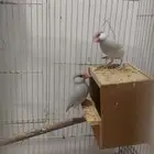 جاوا حبتين