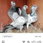 لعشاق النوادر