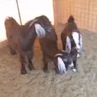 للبيع تيس وثلاث جفار