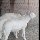 بهم طليان